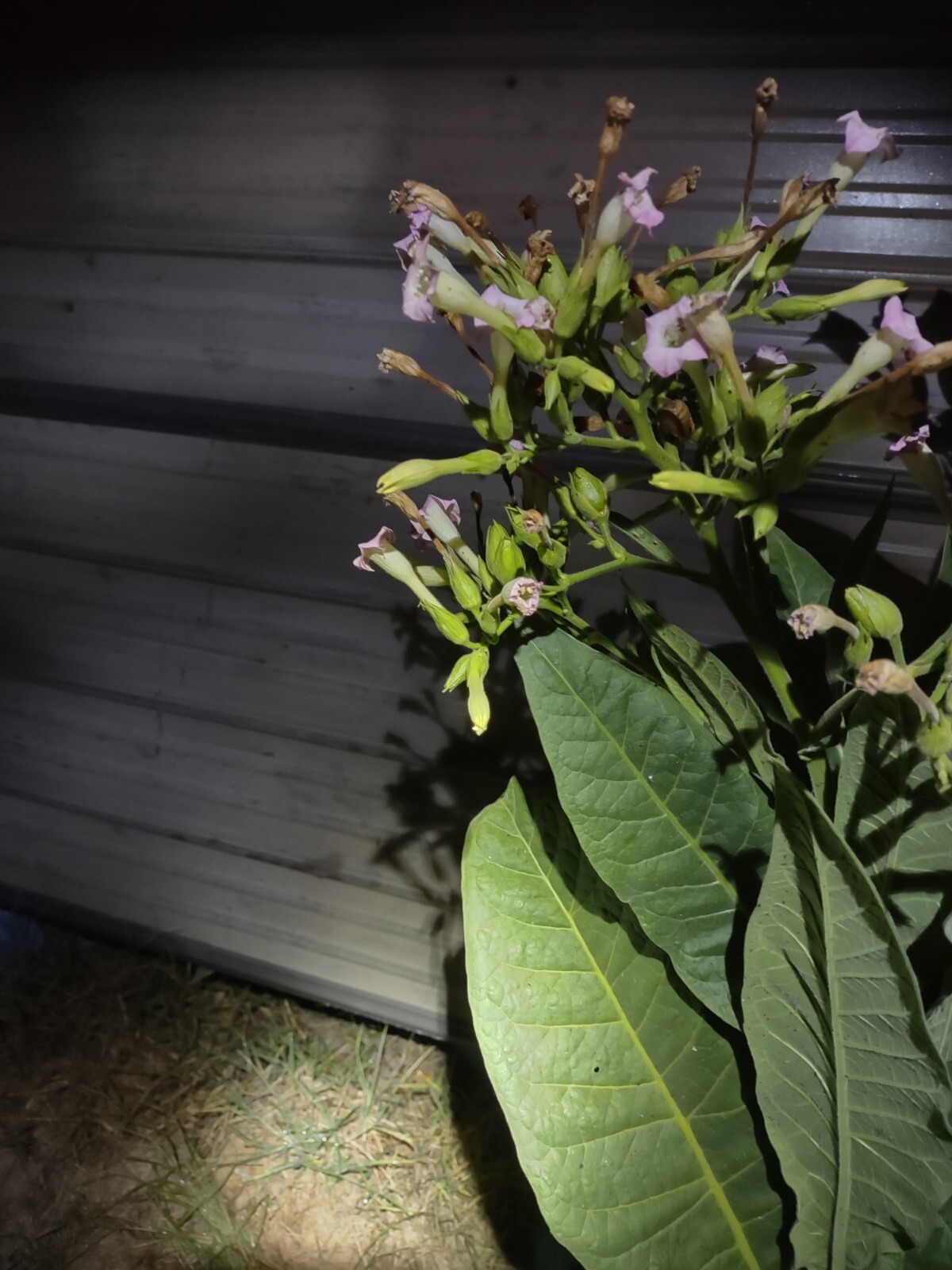 LOUISIANA PERIQUE TOBACCO Nicotiana tabacum 150 seeds! 2022 harvest. Smoking