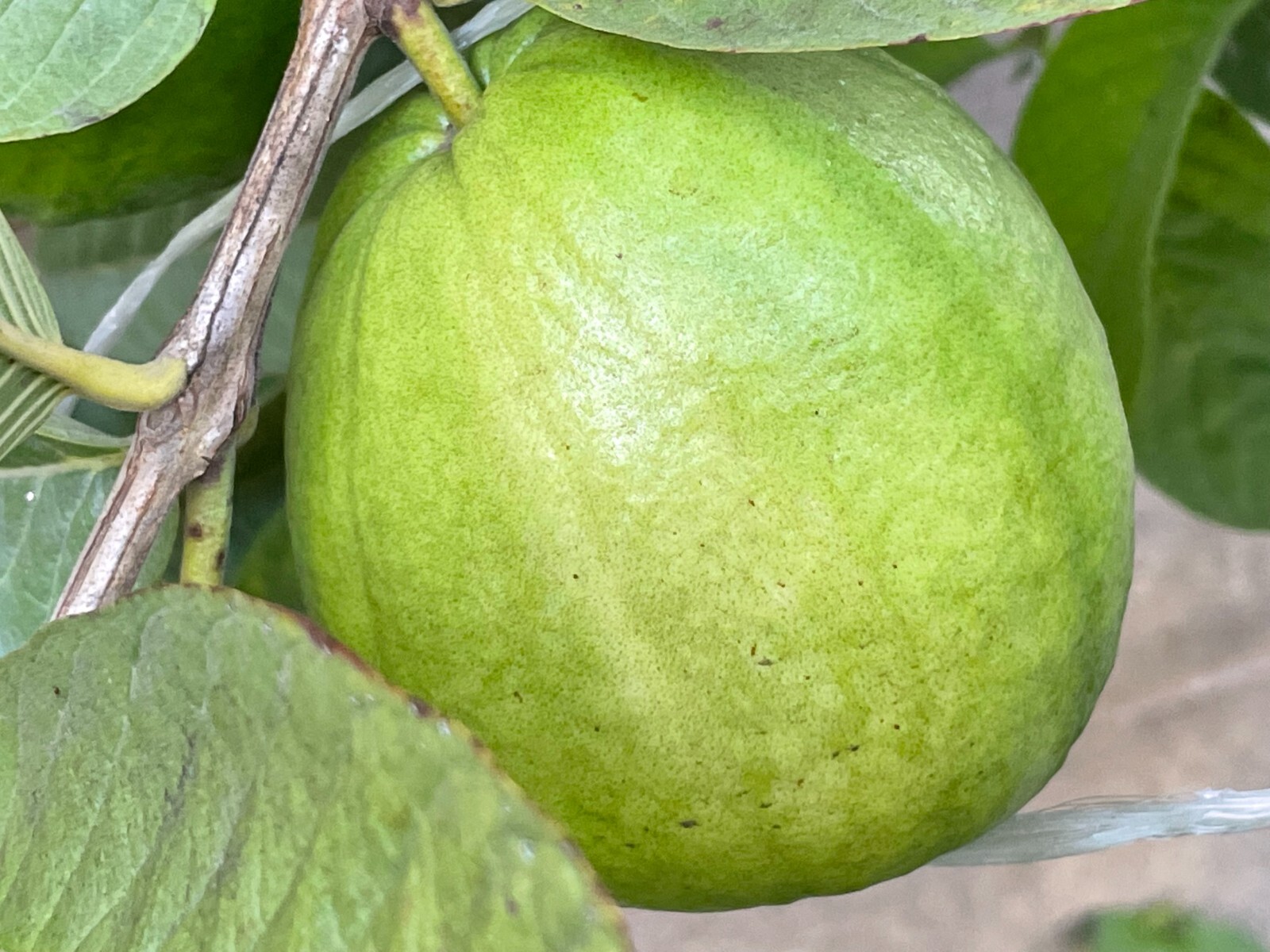 50 Pcs Rare Guava, Psidium Guajava Seeds, High Germination Seeds