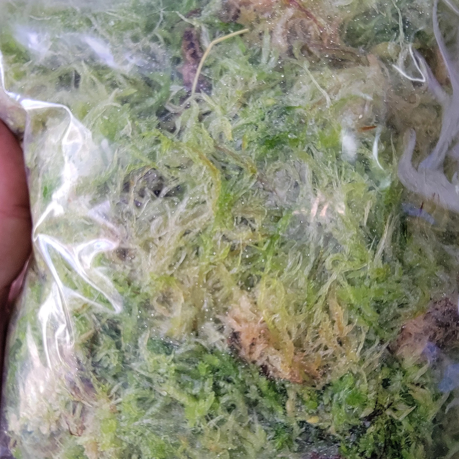 Tropical Sphagnum moss live 1 QT