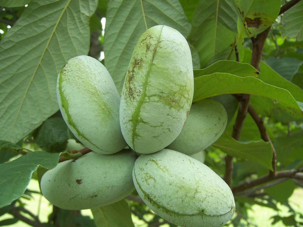 8-16“ tall 2 (TWO) Asimina triloba Pawpaw plants, (poor man’s banana),