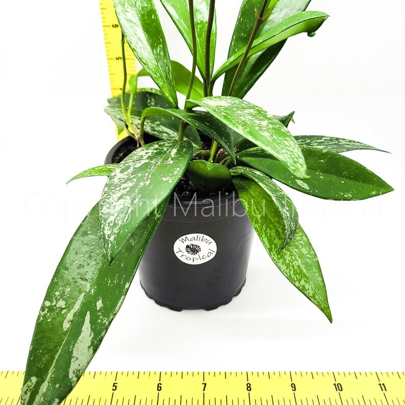 Hoya Pubicalyx Splash Live Houseplant 2.5″ Pot (Ships From California Nursery)
