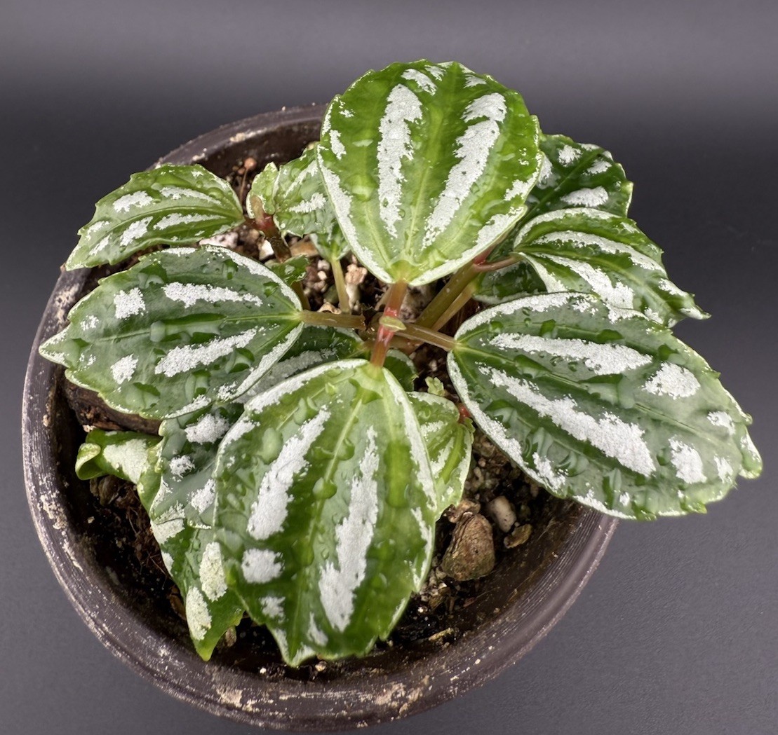 Pilea cadierei Aluminum Watermelon Live Plant With Roots FREE SHIPPING