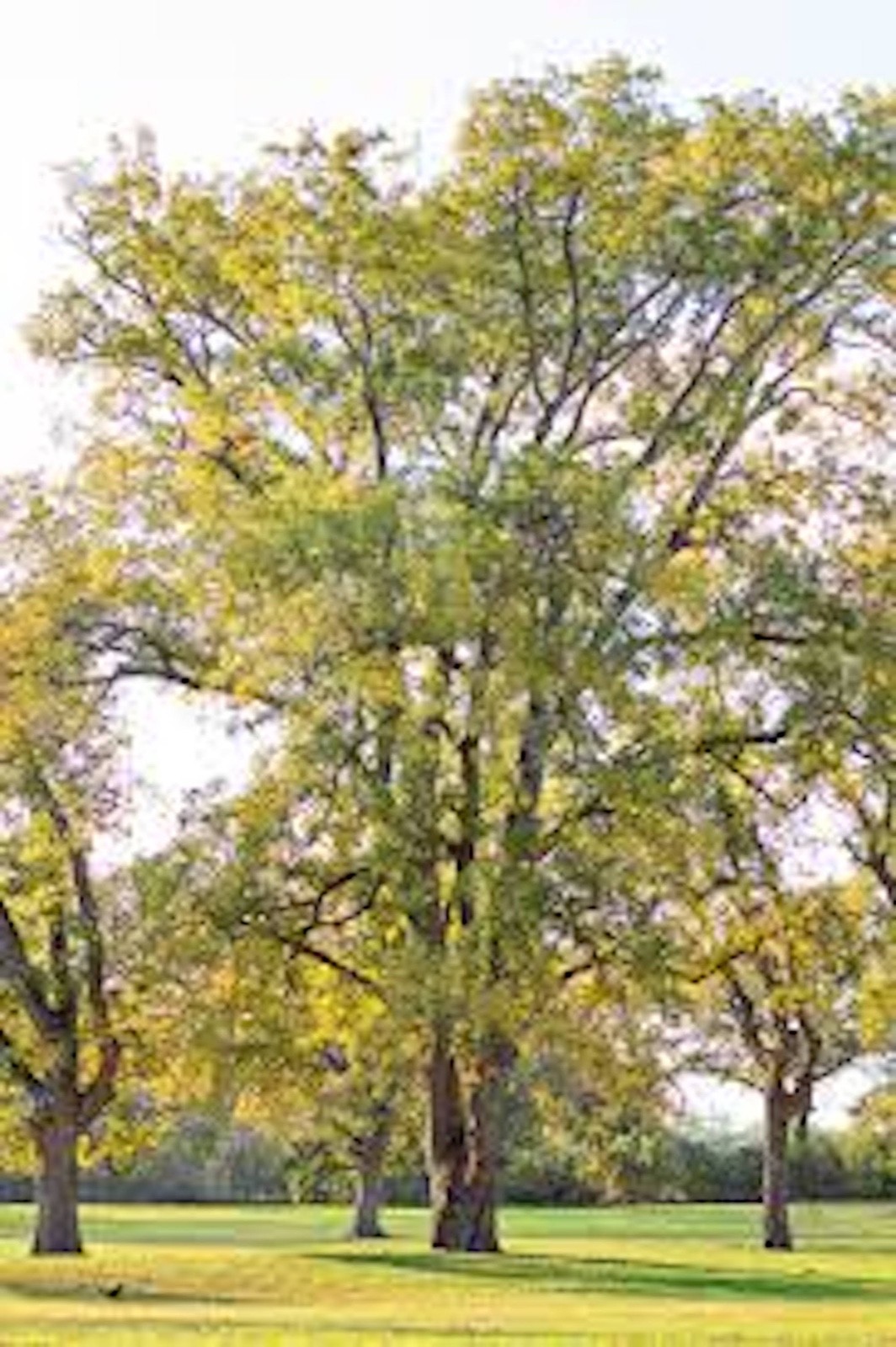 5 Pecan Tree 12-24″ Tall Carya illinoinensis Bare Root