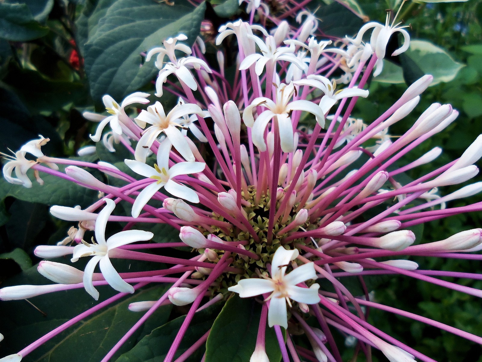 Starburst Shooting Star Clerondendrum Tropical Plant Shrub White Pink Flowers