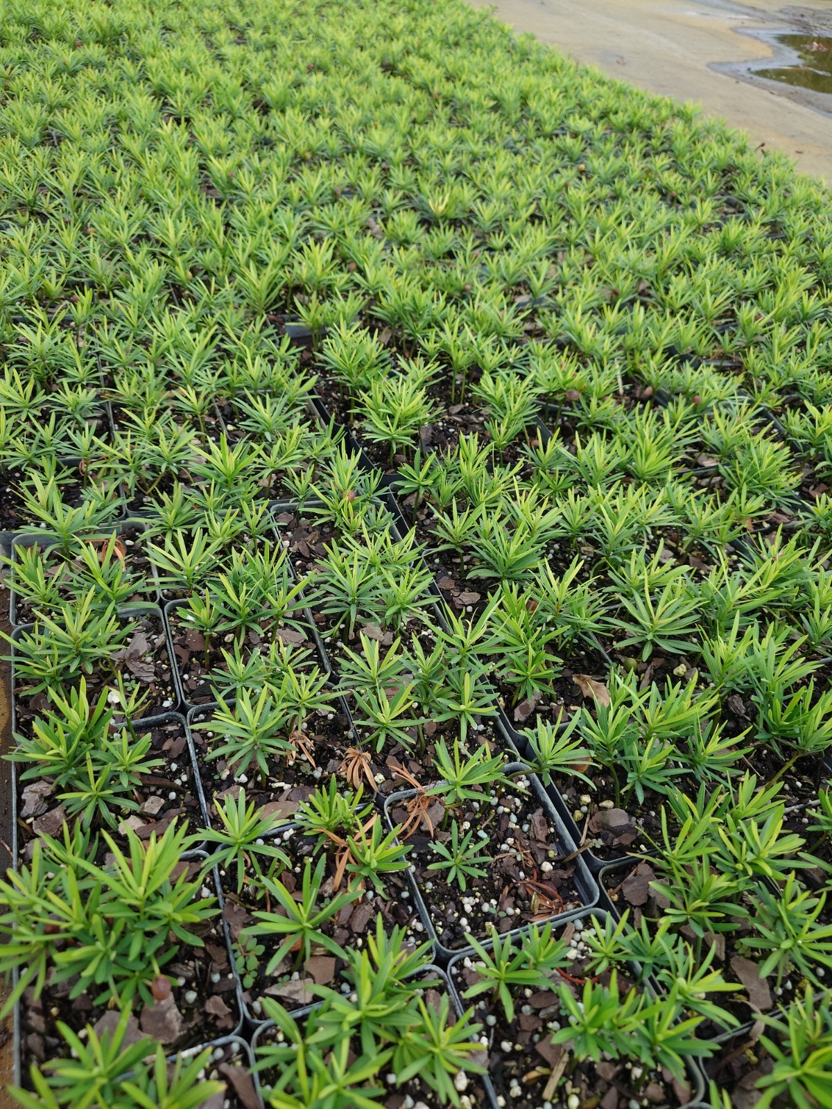 Podocarpus Seedling, 5-10 Seedlings Per Pot, 2 Inches Tall