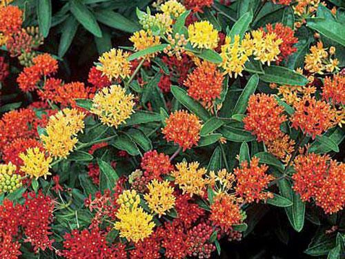 Asclepias tuberosa | Gay Butterflies | 20 Seeds