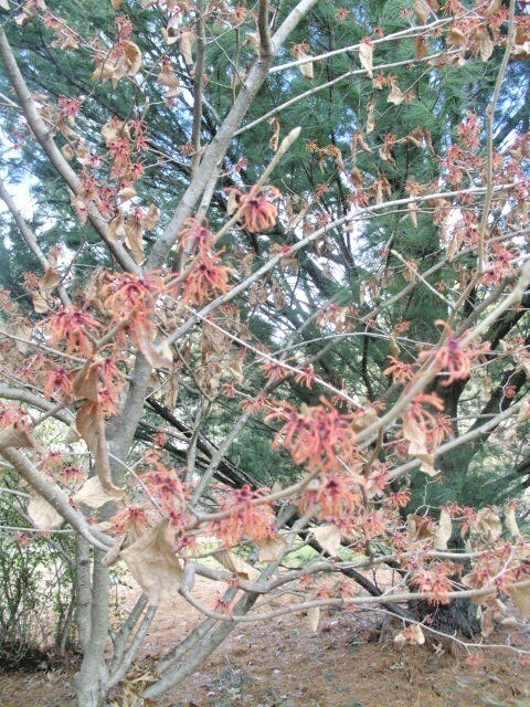 10 GEORGES WITCH HAZEL SEEDS – Hamamelis × intermedia