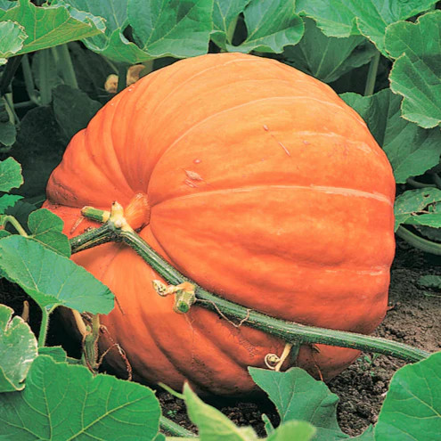 Mammoth Gold Pumpkin Seeds | Competition Big Giant Pumpkins Vegetable Seed 2024