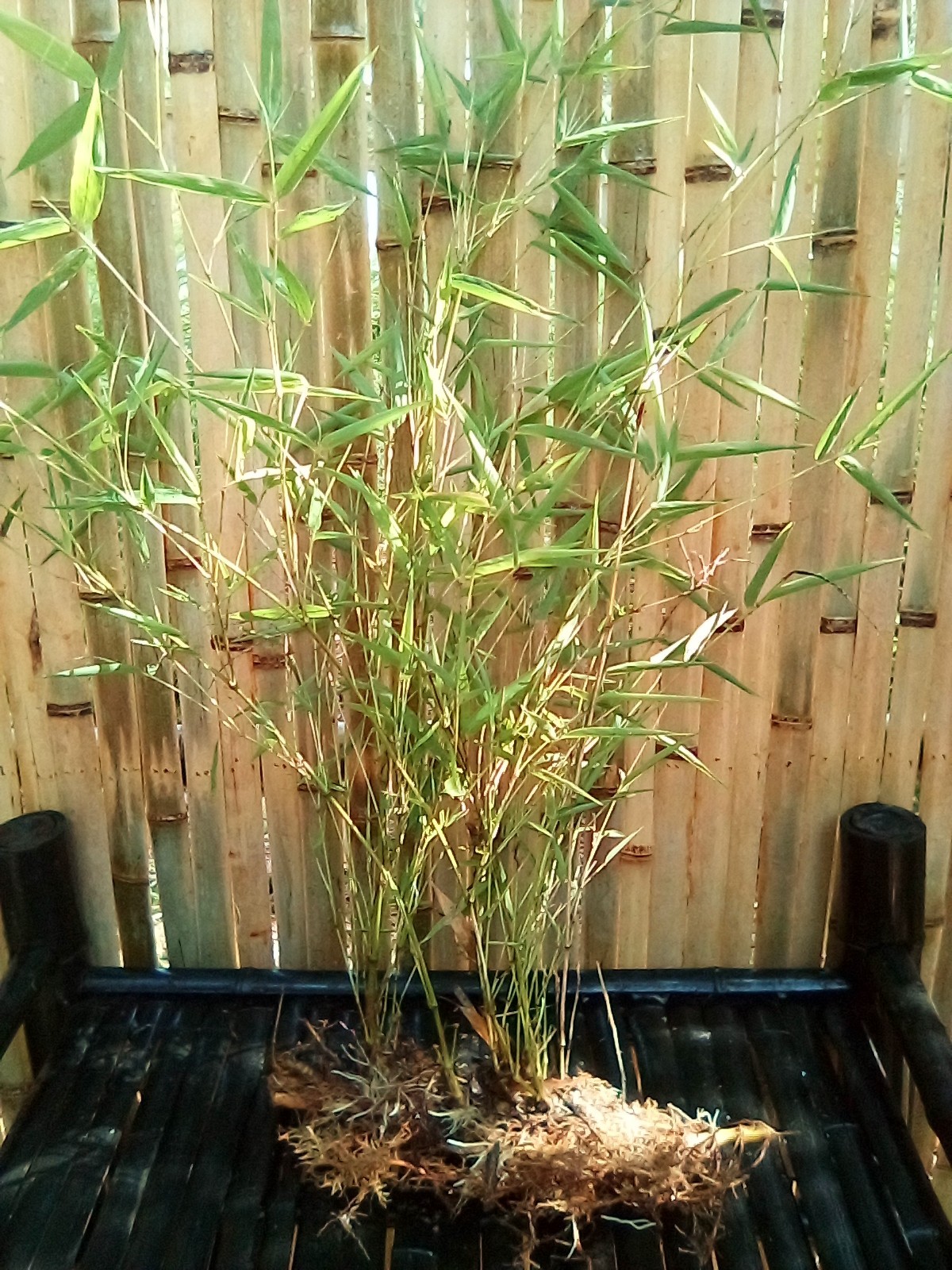 Live Blue Bamboo Plants With Roots (6 rooted cuttings with new growth!)