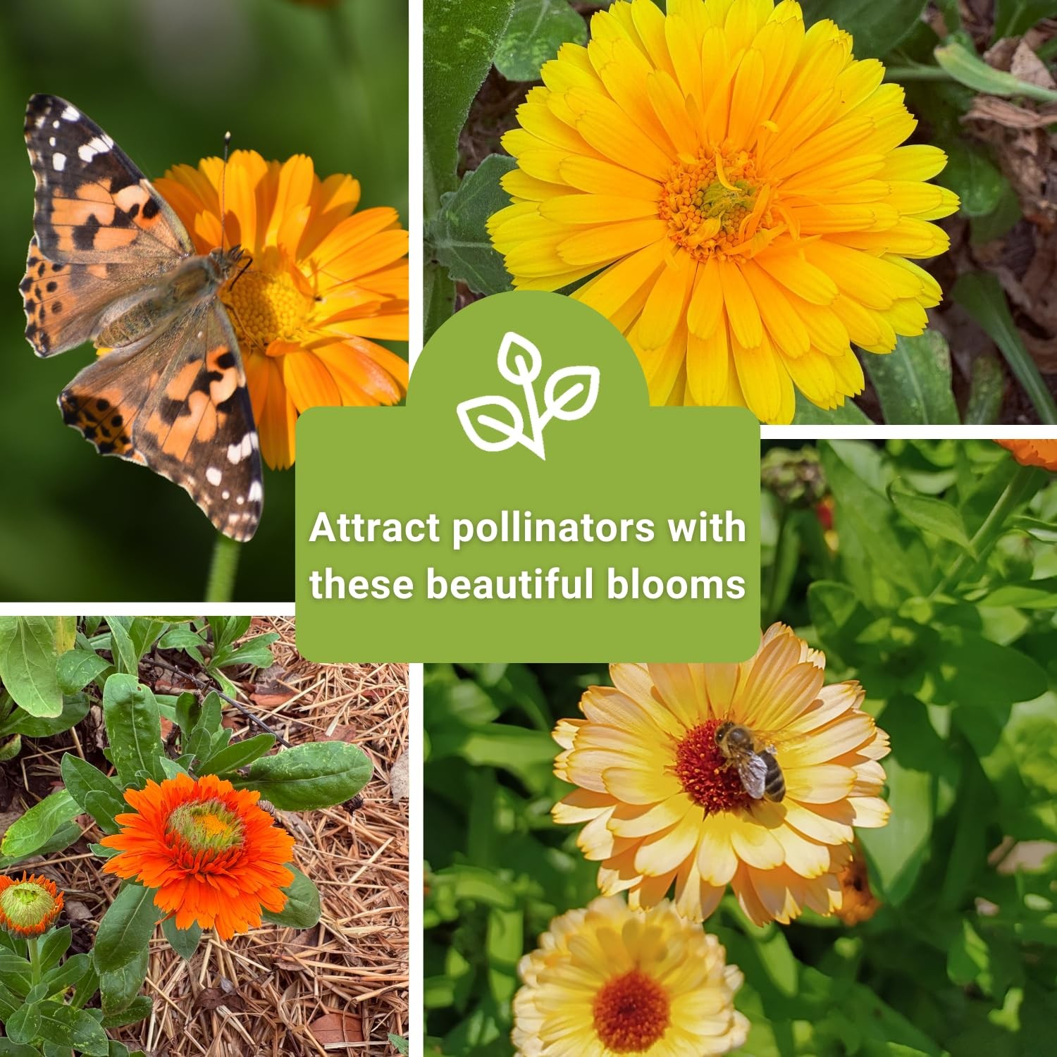 Sow Right Seeds – Calendula Seed Collection for Planting – Non-GMO Mix