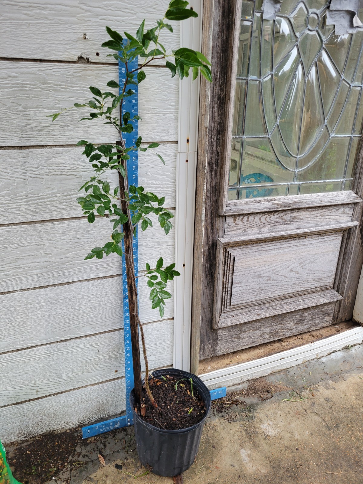 Over 47″ Tall Sherwood Jujube chinese Date TÁO TÀU live plant, Non Grafting