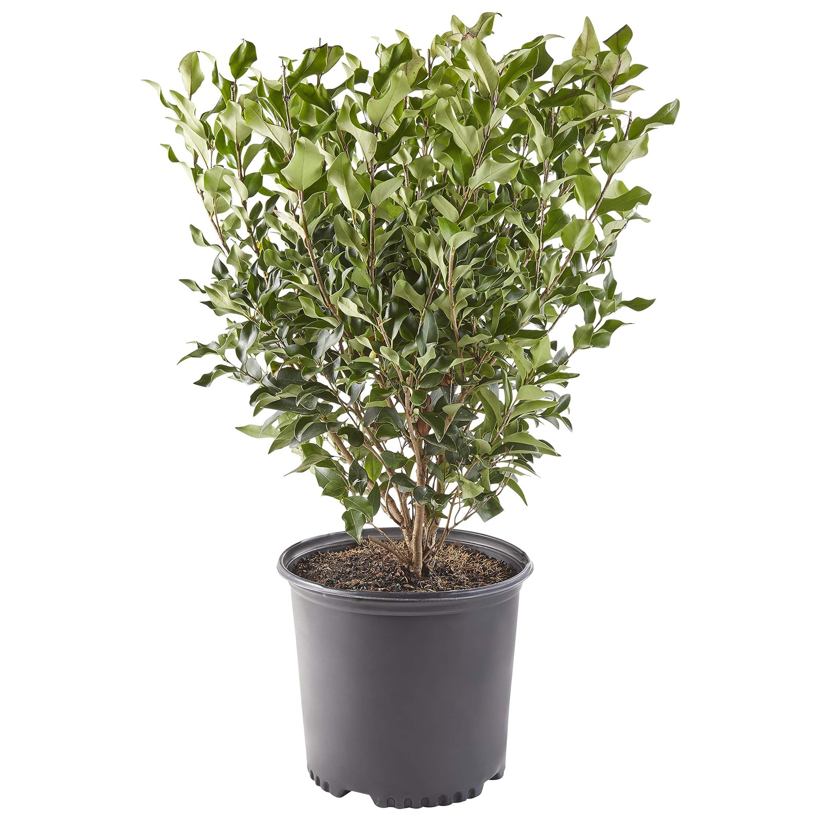 Generic 2.25 Gal. Ligustrum Recurvifolium