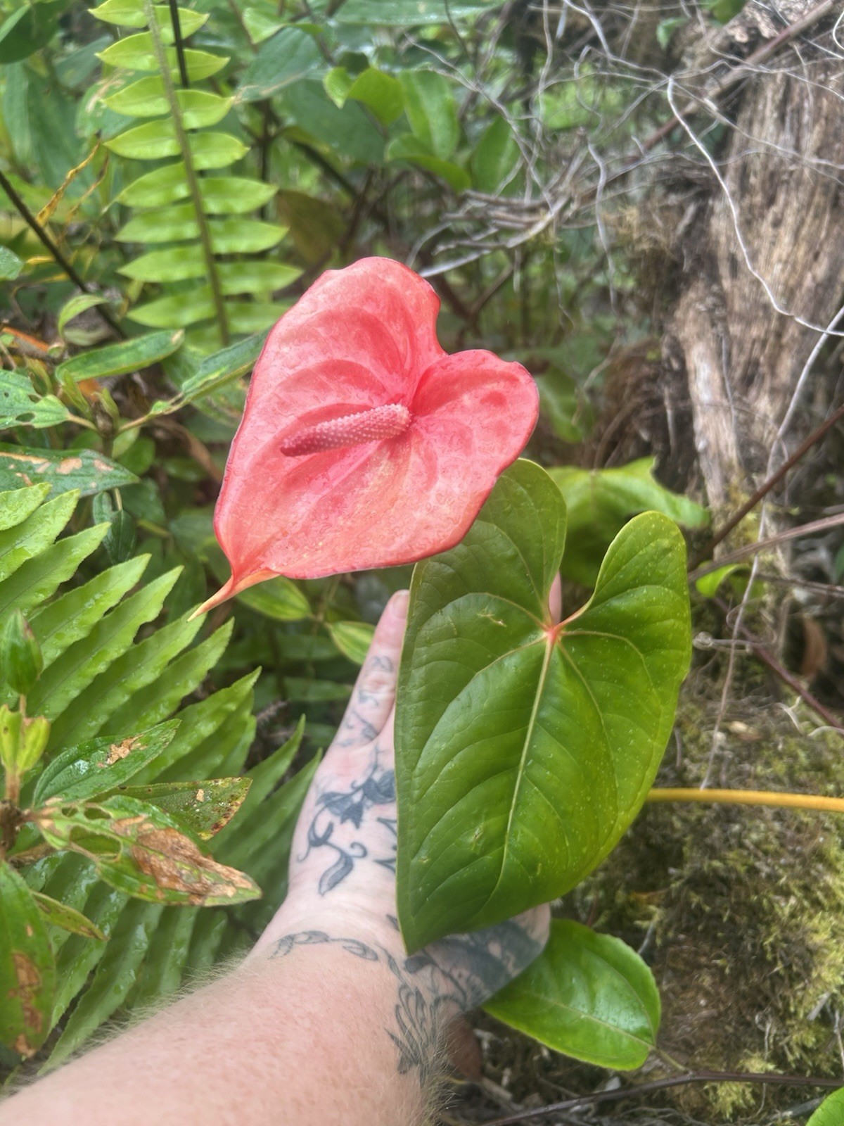 Anthurium “Sunrise Special” Rare Speckled Houseplant Starts