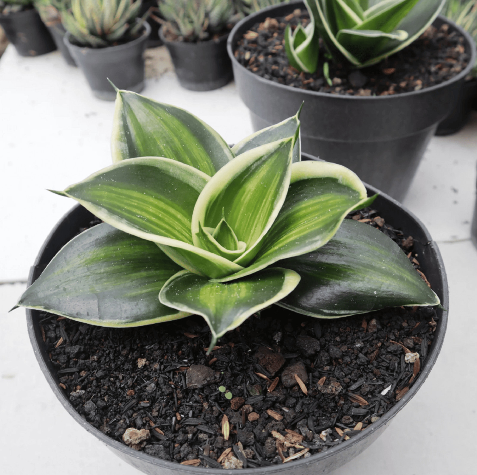 Sansevieria Jade Dwarf Variegated Striata unyil Rare Uniqe Snake Plant
