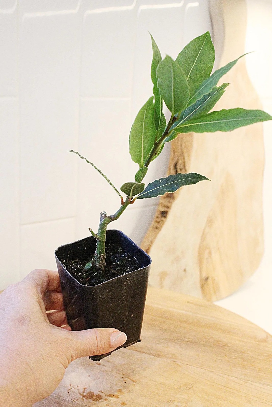 Sweet Bay Laurel Plant, 2.5 Inch Pot, Culinary Herb Starter, Edible Herb Tree
