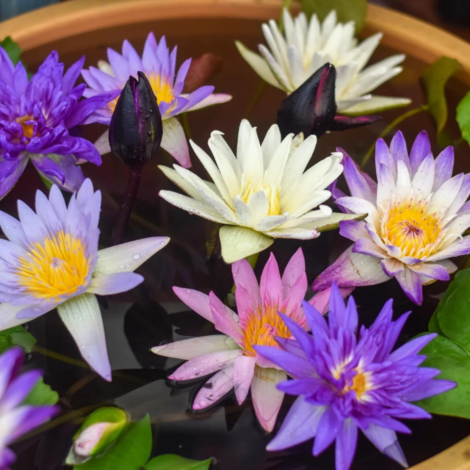 35+ Mixed Bowl Lotus Seeds, Aquatic Lily Plant Seeds, Non-GMO Garden Plant Seeds