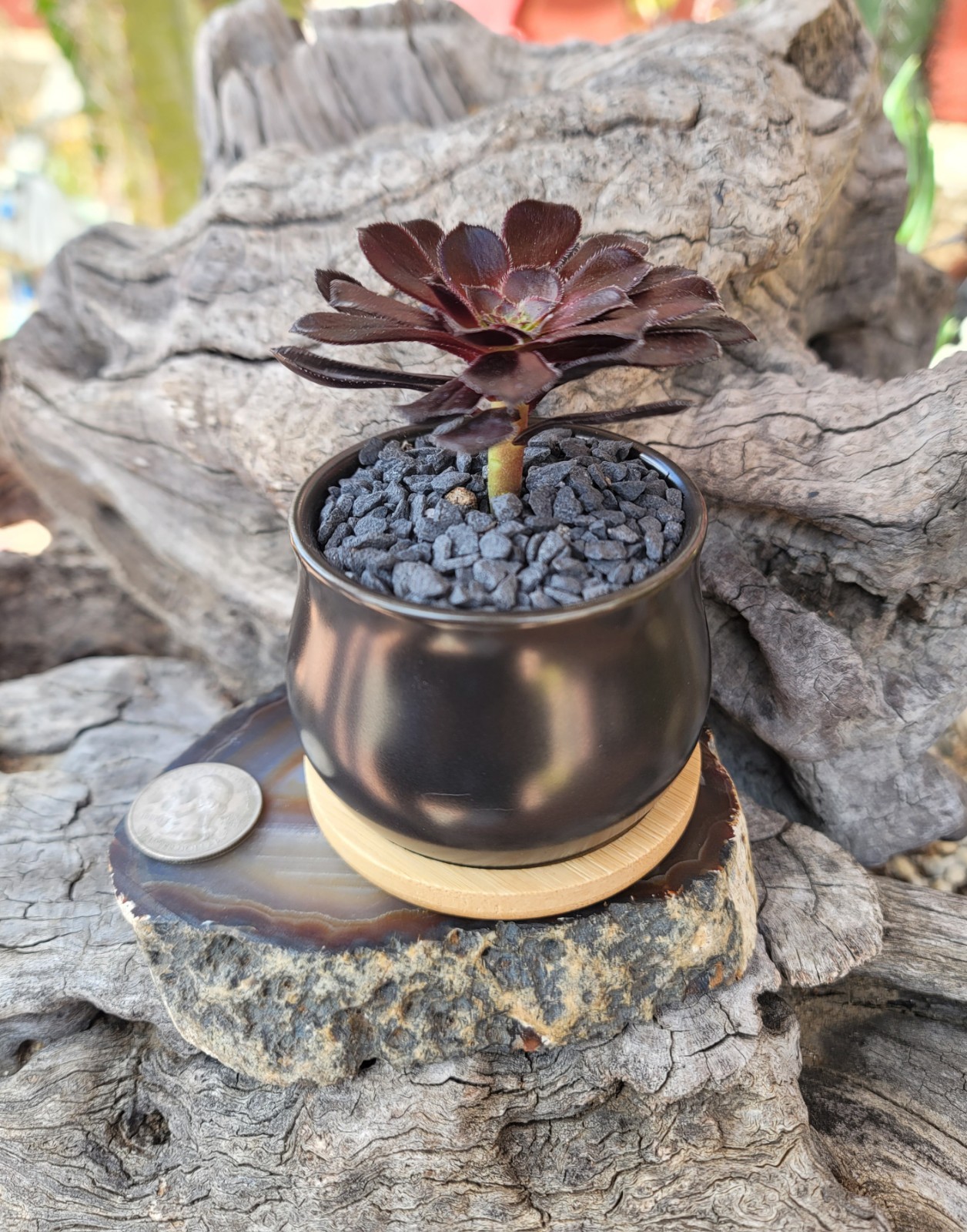 Live Rooted Aeonium Arboreum Zwartkop “Black Rose” Succulent In 3×2″ Ceramic Pot