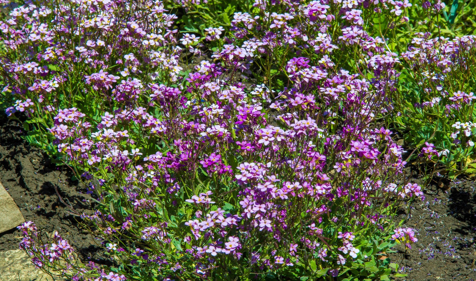 500 MIXED COLORS EVENING SCENTED STOCK Matthiola Bicornis Flower Seeds *Comb S/H