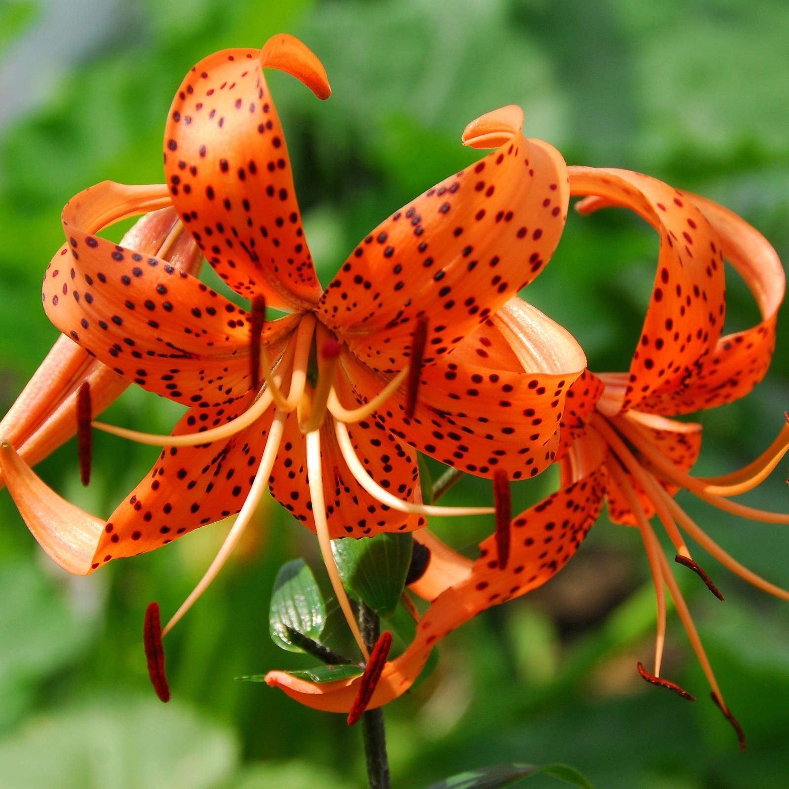 Lilium Wild About Tiger Lily Mix 6 Flower Bulbs – Summer Colorful Blooms