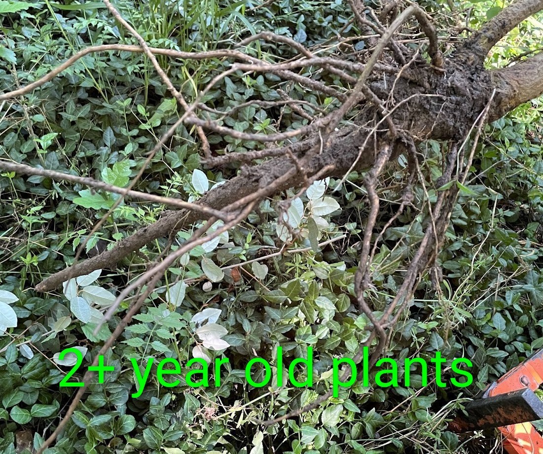 1 Rose Of Sharon Hibiscus 2+ Year Old Live Plant Roots fast grow Heavy Rooted