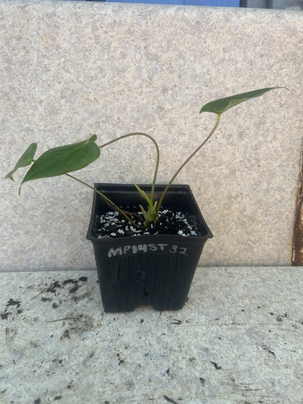 Anthurium Tropical Potted Seedling Green Broadleaf Indoor Medium Sun Houseplant