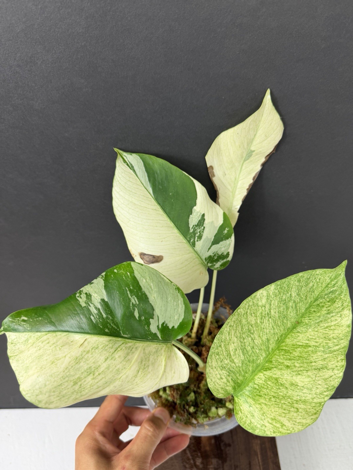 Monstera Mint NOID