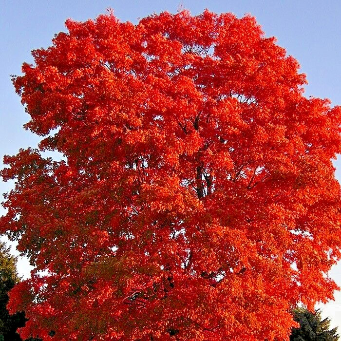 15 FLORIDA MAPLE SEEDS – Acer saccharum subsp. floridanum