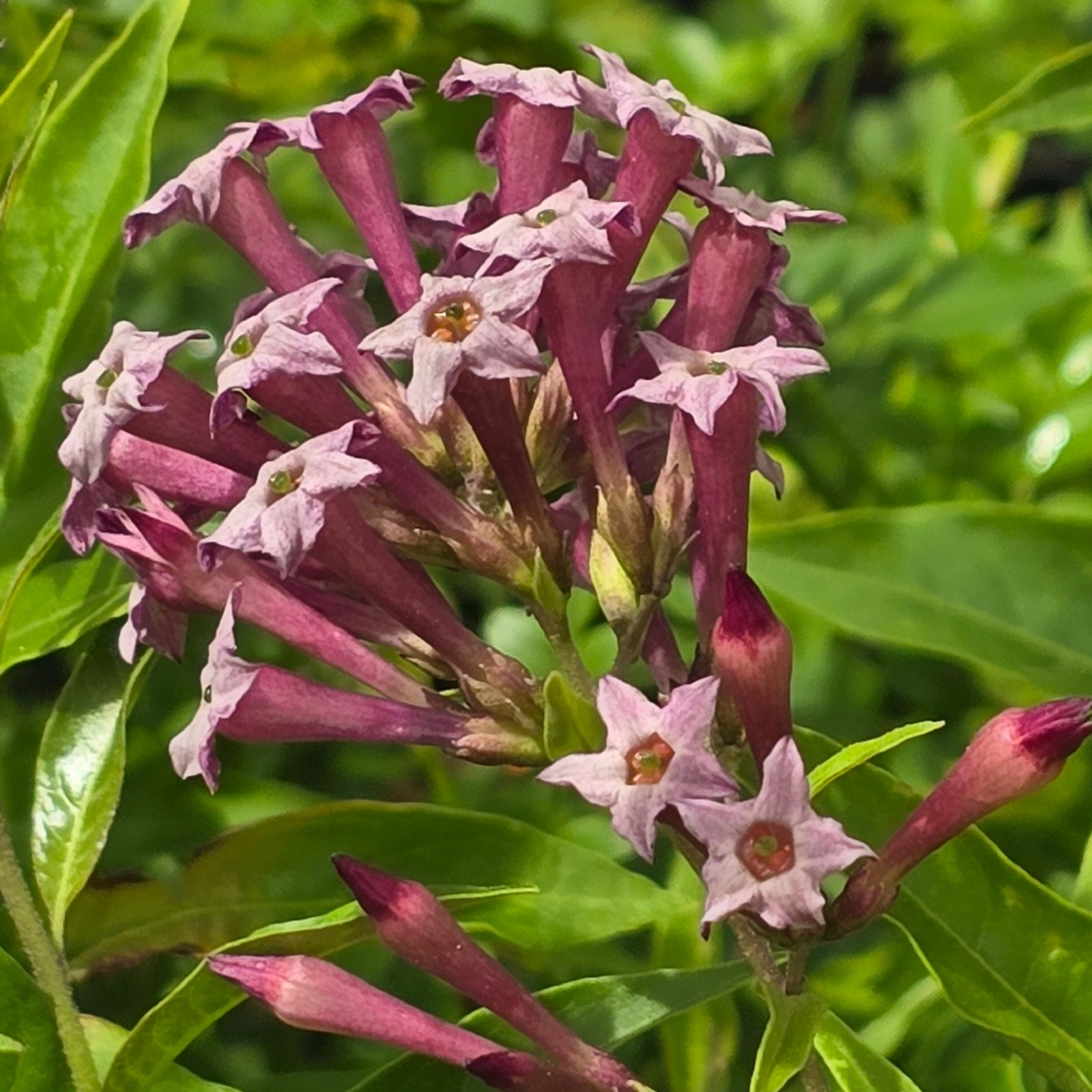 Purple Cestrum Day Blooming Jasmine Live Tropical Plant Shrub 8-10″ Tall