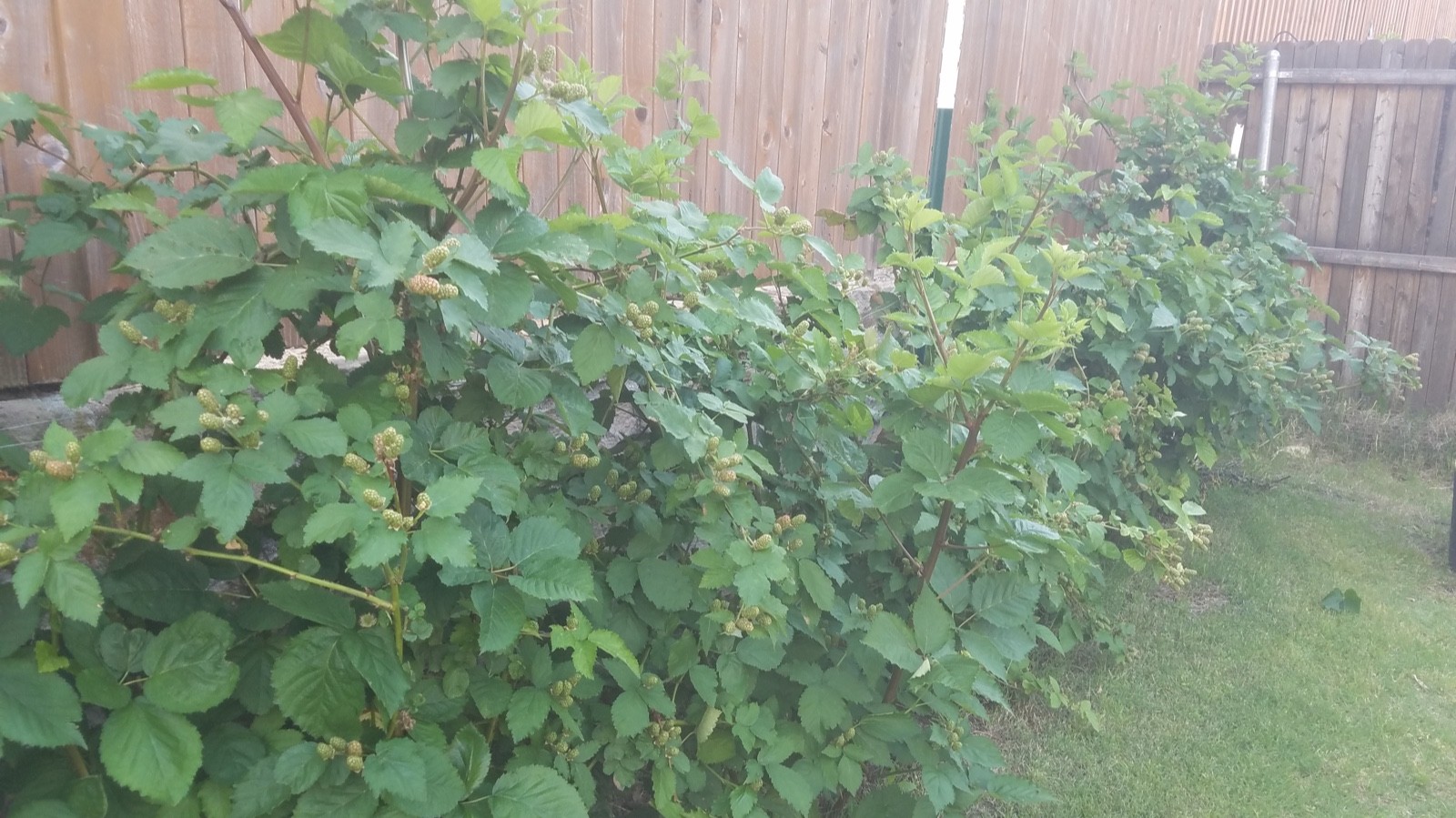 10 Prime Ark Traveler Blackberry Plant Rubus Starter Plug