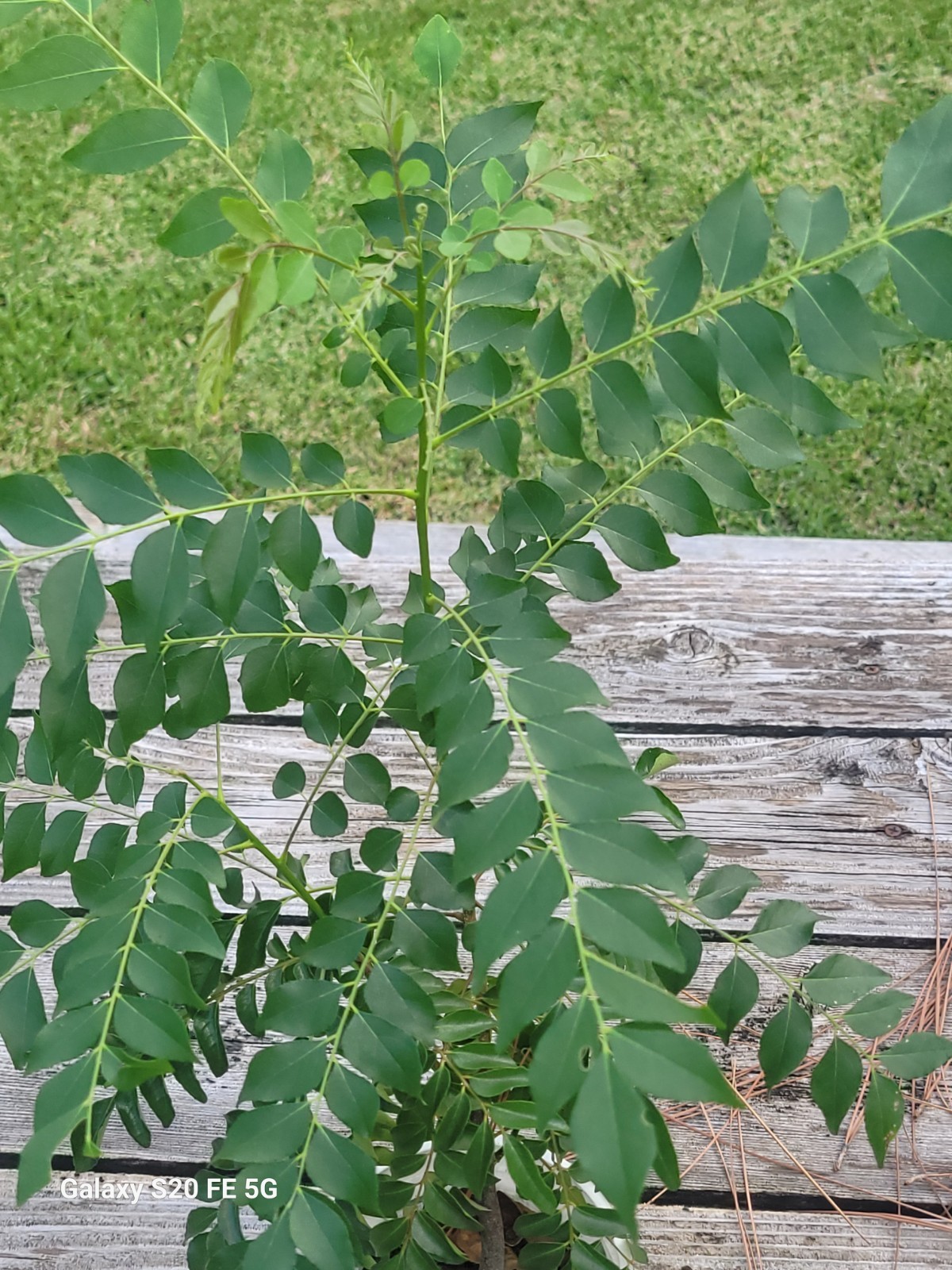 Curry Leaf Plant/ Tree (Murraya Koenigii) 3 Years Old- Actual Plant Shown