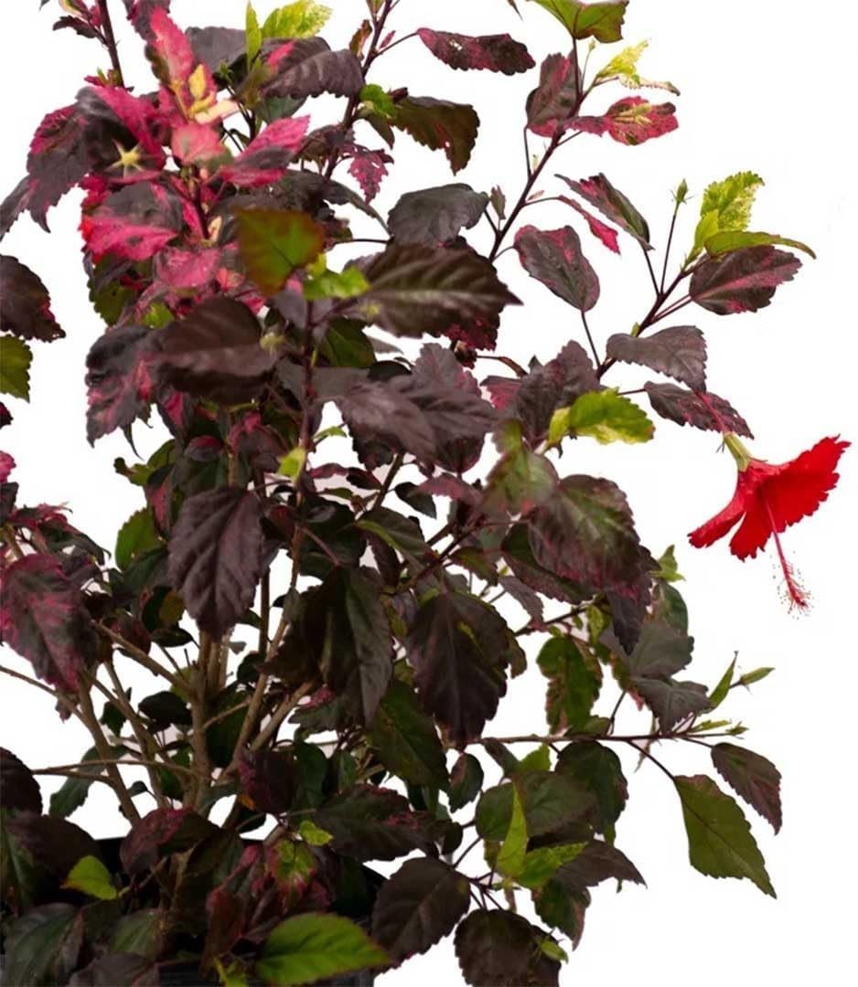 Tropical Red Hot Hibiscus Bush – 10-Inch Pot, Low-Maintenance & Pet-Friendly