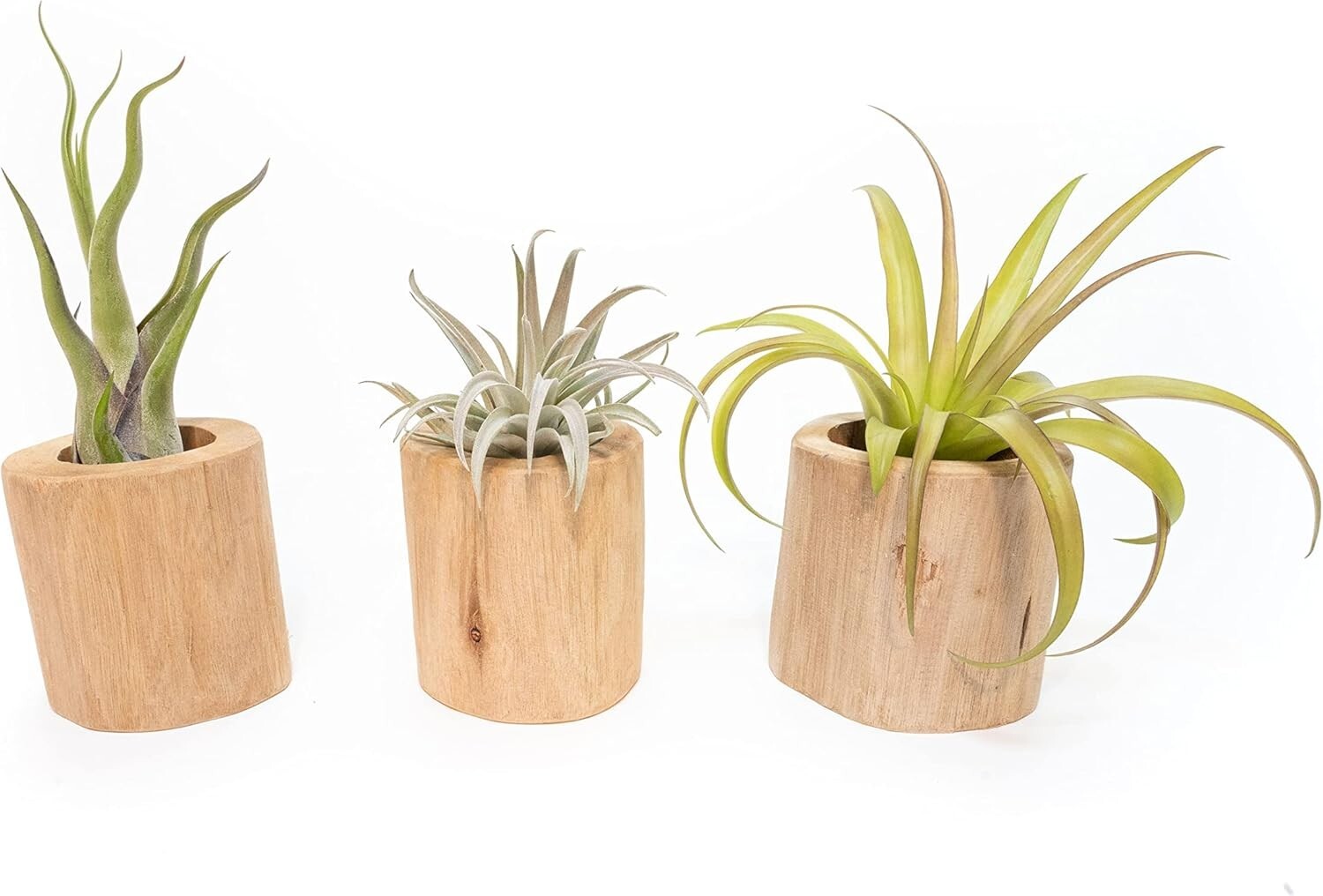 Driftwood Containers with Large Air Plants – Easy Care Indoor Outdoor Decor