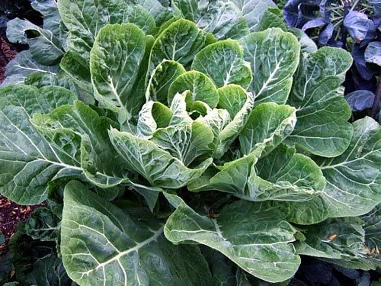 Collards Vate Brassica Oleracea Blue Stem Thick Dark Blue Green Leaves 100 Seeds