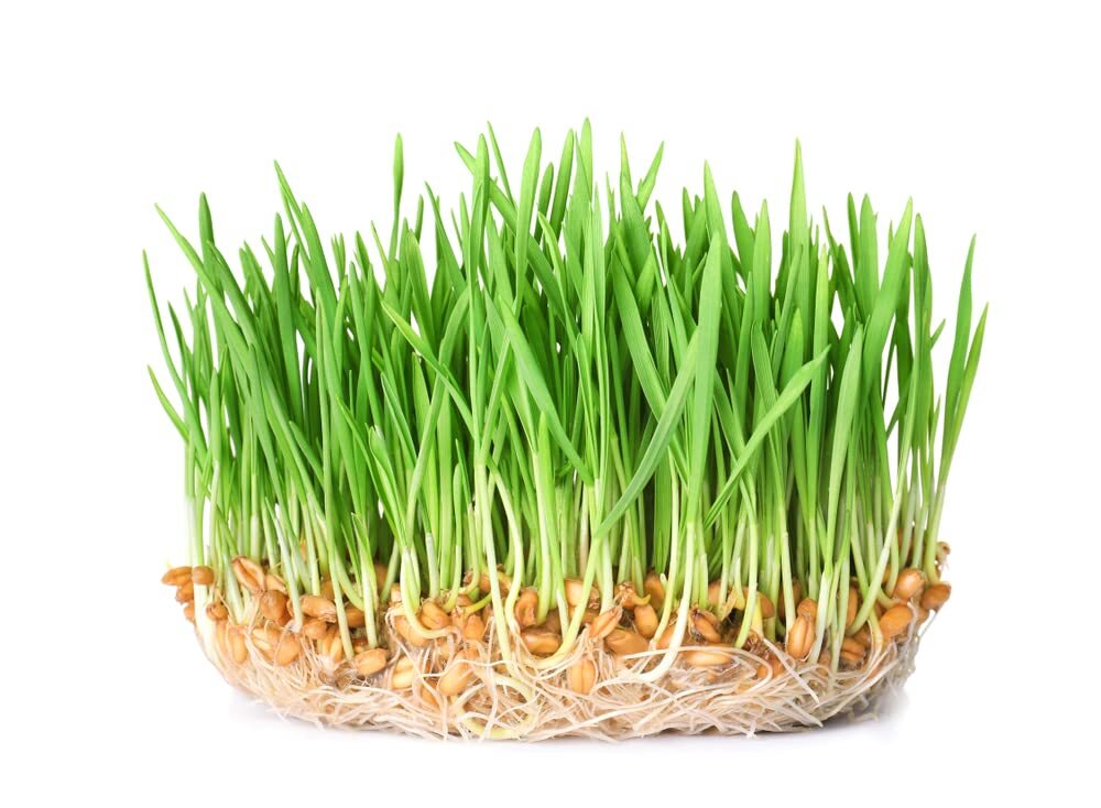 Wheatgrass Sprouts Seeds (500 Seeds) Grow Tasty and Delicious Sprouts in Just Wa