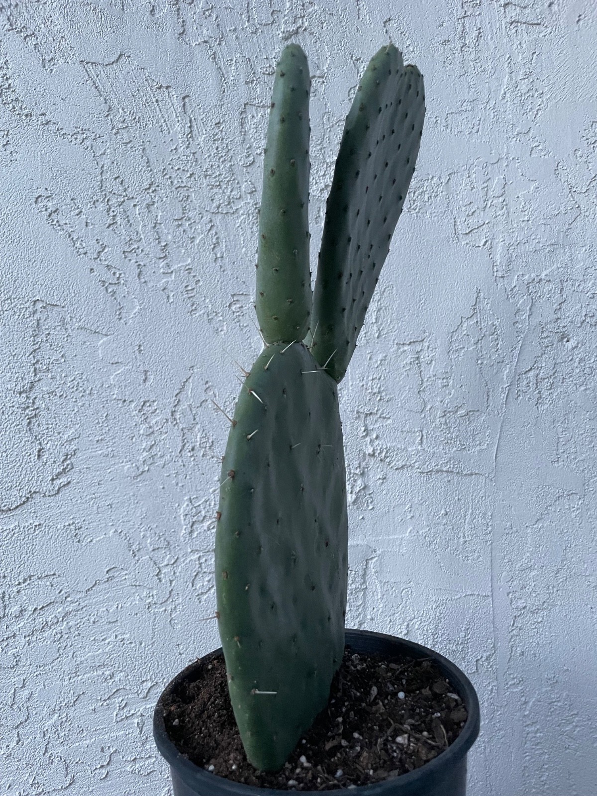 beautiful Opuntia Pyrocarpa, New Mexico Prickly Pear Cactus , rooted # C23