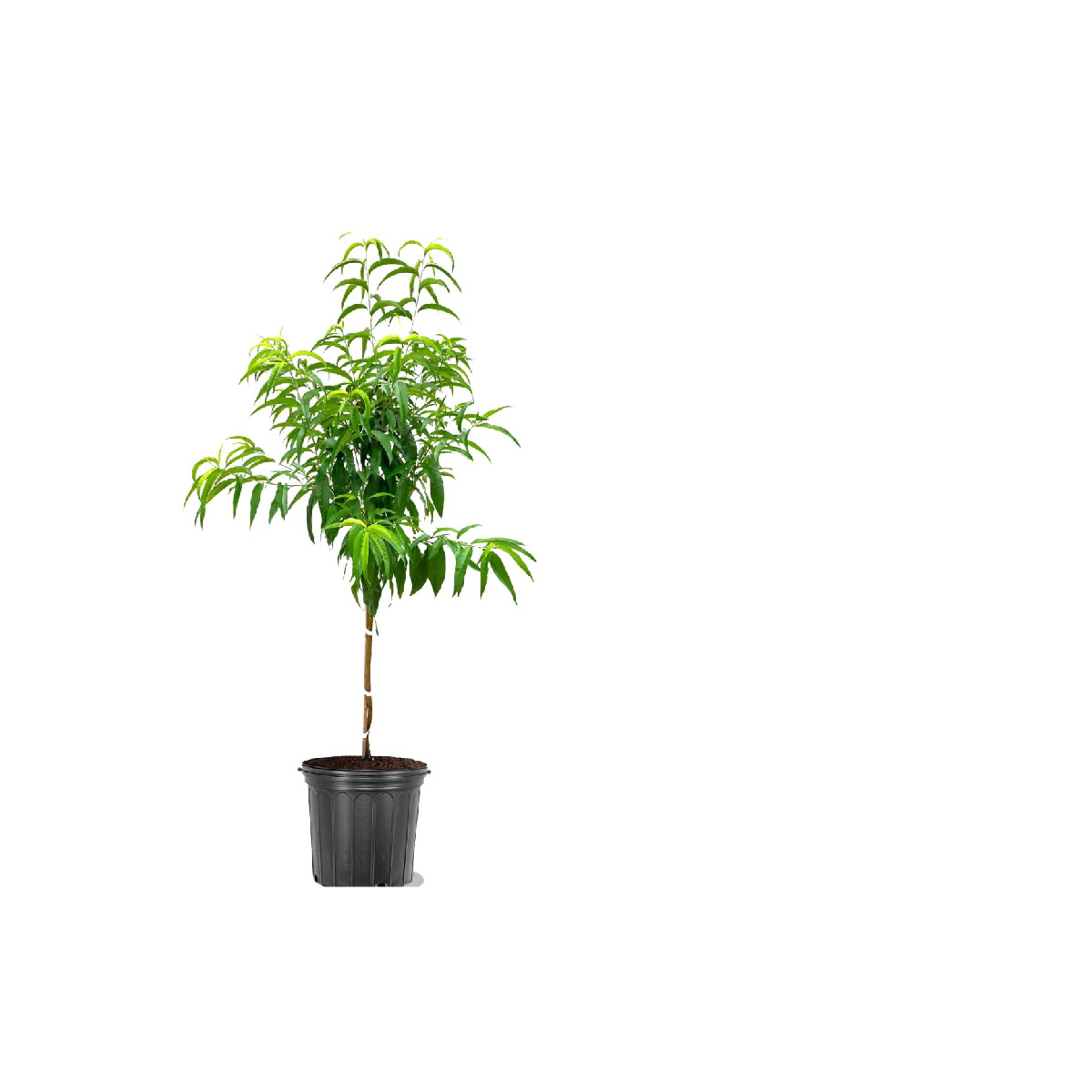 American Plant Exchange Peach Tree Pot Fruit-Bearing Tree Cold-Hardy Yellow