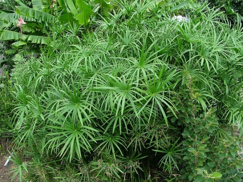 4 Organic Umbrella Palm Pond plants and a free bog plant