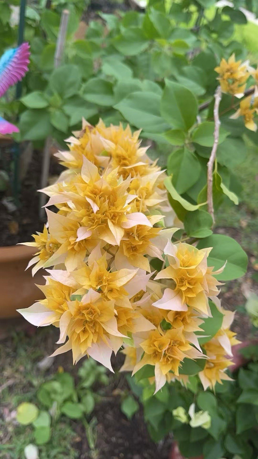 Doubld Petals Gold Yellow Bougainvillea 2 Ft Tall 3 Gallons Pot