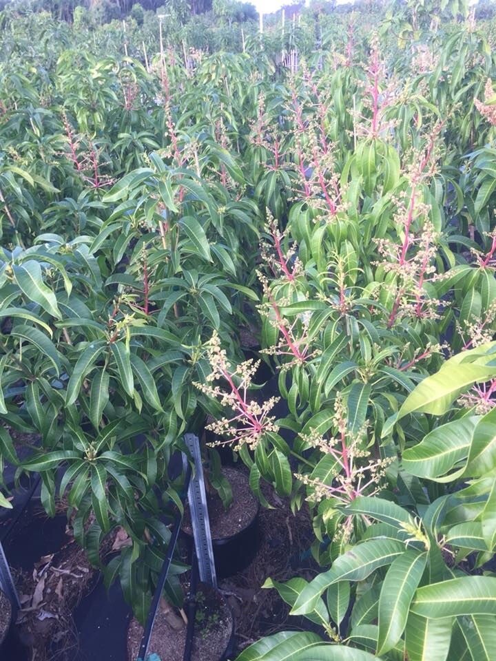Grafted Zill Mango & Avocado 3 Gallon Trees Over 100 Varieties Coconut Cream M4