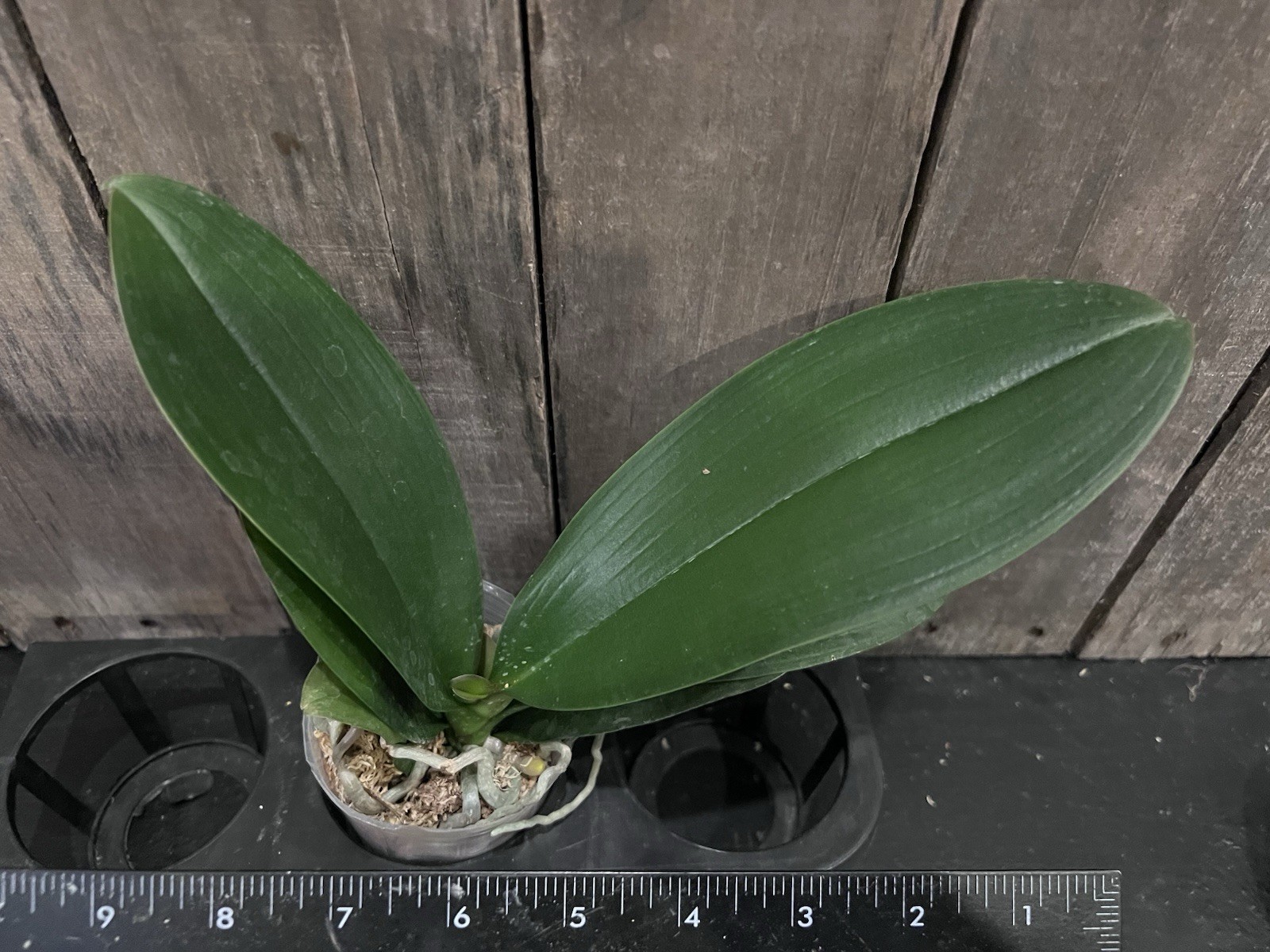 Phal. Younghome Lemon Yellow, Mericlone, Blooming Size, FREE Shipping
