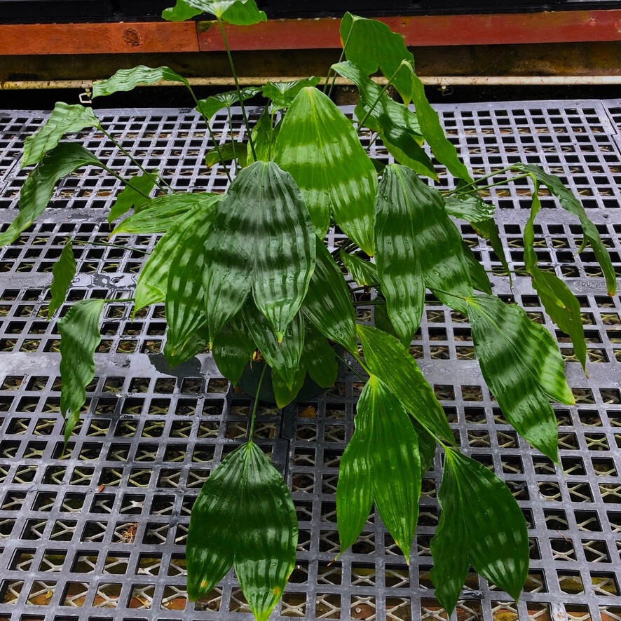 Dicranopygium sp. nov. Putomayo-established offset of a rare rheophytic cyclanth