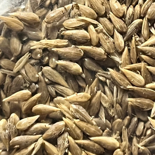 Legume and Grass Companion Plant Mix – Acacia, Desmanthus, Phalaris