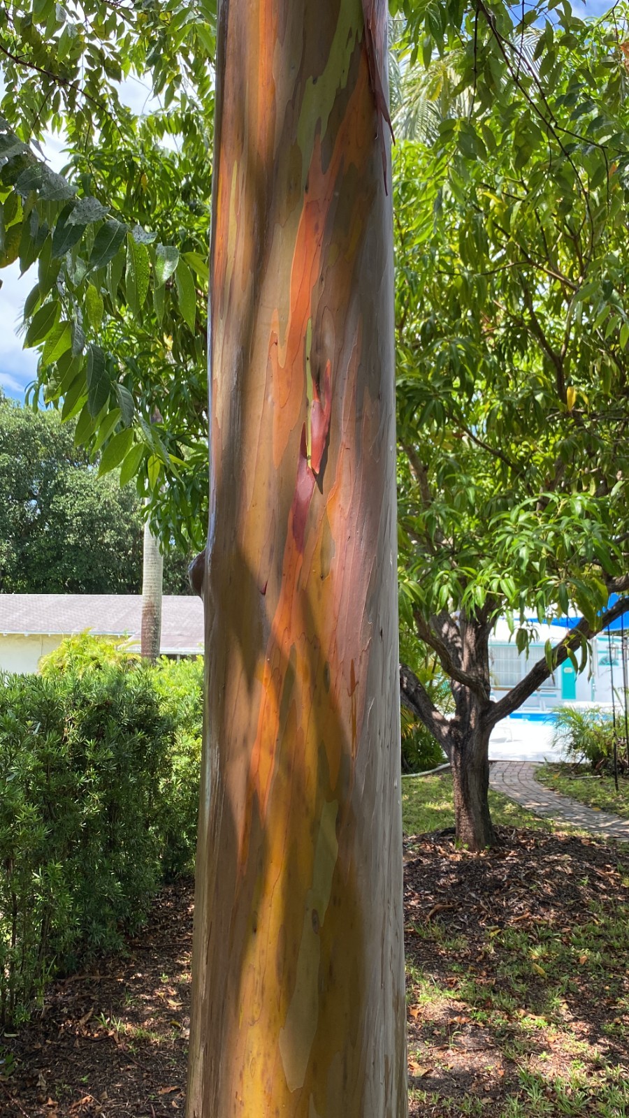 Rainbow eucalyptus seedlings 15 to 20 inches (pack of 5 seedlings