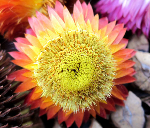 STRAWFLOWER MIXED COLORS Helichrysum Monstrosum – 1,000 Bulk Seeds