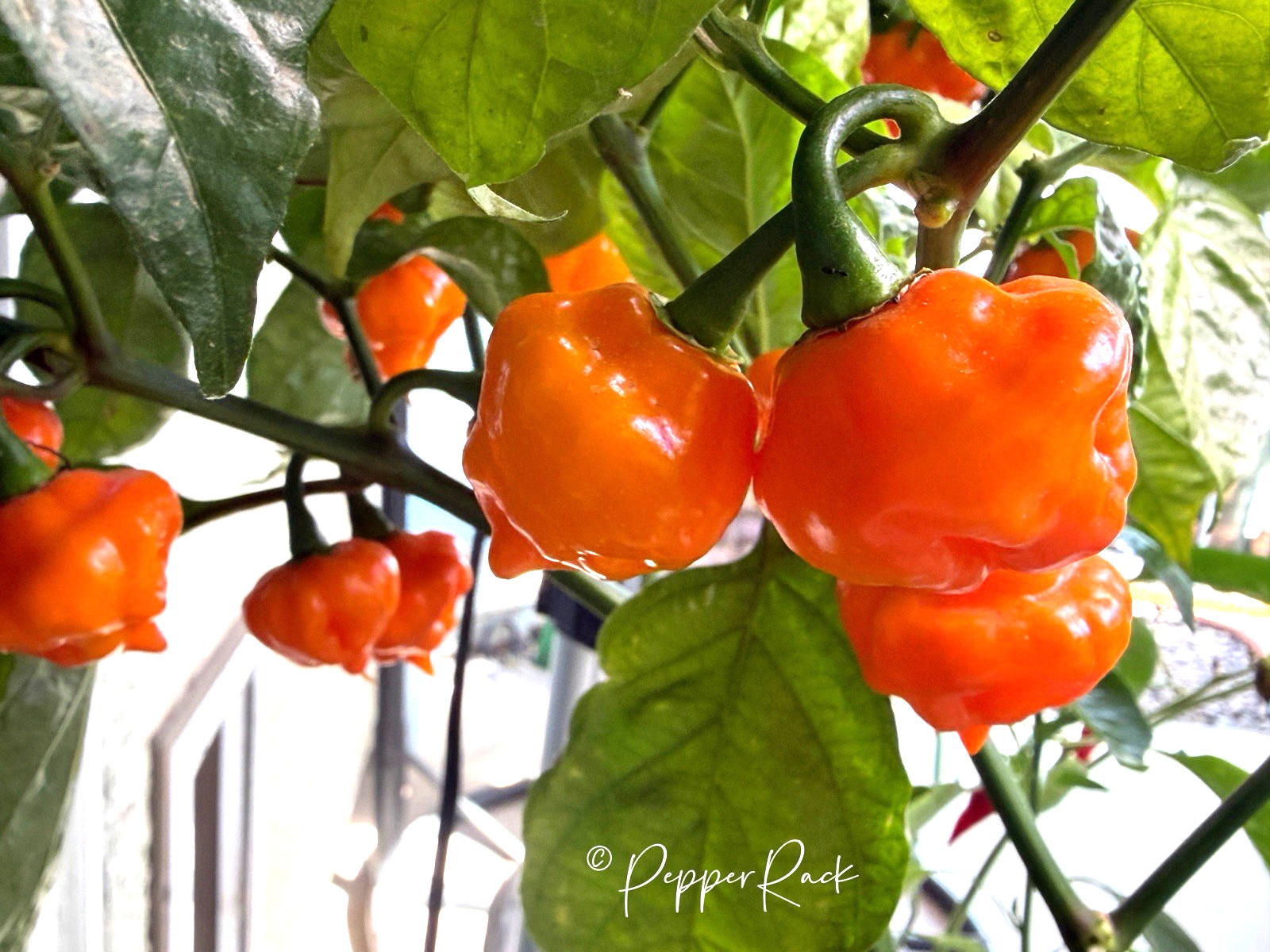 RARE✿ NEW! Guatemalan Heirloom Yellow Petenero Hot Chili Pepper 10+ Seeds