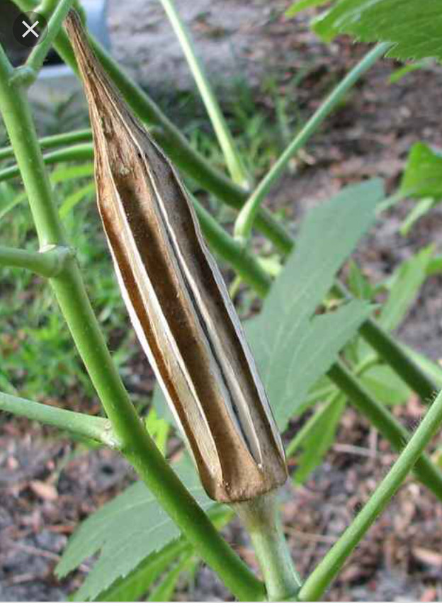 TEXAS LONGHORN OKRA SEEDS Dau bap 50+ or 100+ you picked