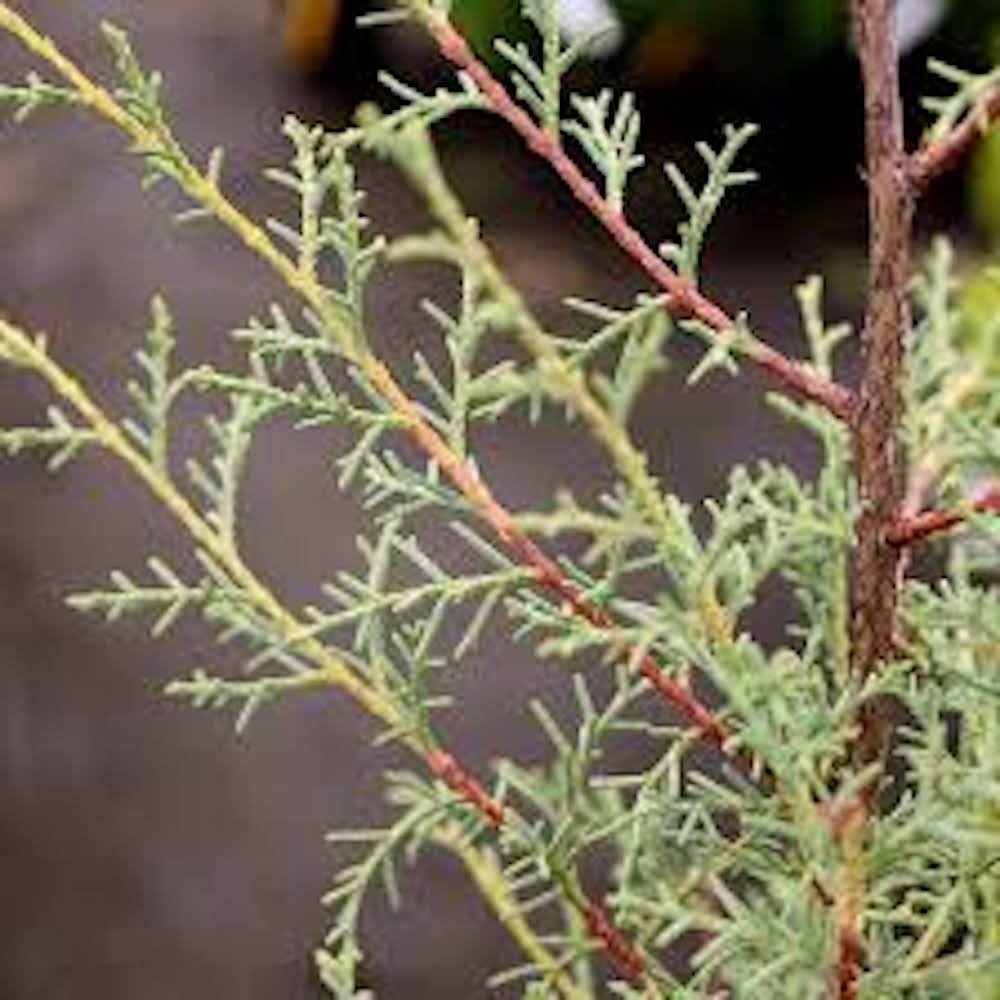 5 Carolina Sapphire Cypress Tree Evergreen Starter Plant Bare Root