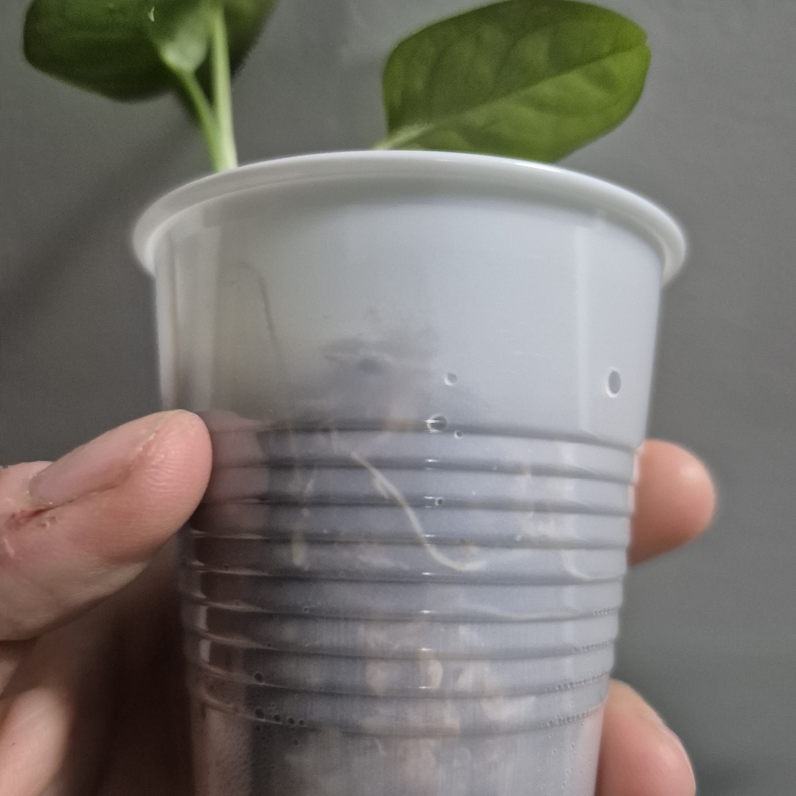 Monstera Adansonii – Monstera Swiss Cheese – 2.5 Inch – EXACT PLANT