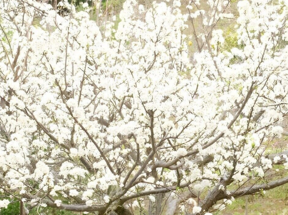 10+2 free Fresh Unrooted Cuttings Plum fruits Tree organic