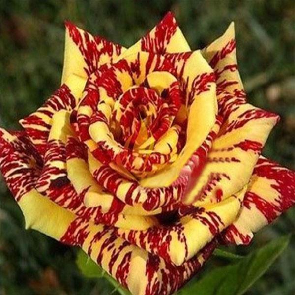 25pc TIGER DRAGON ROSE SEEDS Garden Flower rare exotic USA seller FREE shipping